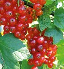 Rote Johannisbeere „Jonkheer van Tets“ Angebote bei Hornbach Worms für 9,99 €