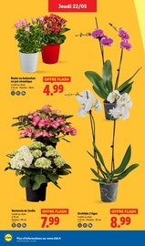 Hortensia Angebote im Prospekt "Moins Cher !" von Lidl Hortensia Angebote im Prospekt "Moins Cher !" von Lidl auf Seite 32