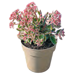 XXL Sedum