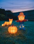 LED-Acryl-Herbsttier Angebote von Nord bei Netto mit dem Scottie Chemnitz für 14,99 €