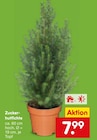Zucker-hutfichte im Angebot bei Netto Marken-Discount in Dormagen Zucker-hutfichte Angebote bei Netto Marken-Discount Dormagen für 7,99 €