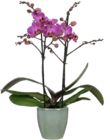Schmetterlings-Orchidee Multiflora von Grow by OBI im aktuellen OBI Prospekt für 14,99 €