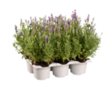 Lavendel angustifolia im Angebot bei Lidl in Ansbach Lavendel angustifolia Angebote bei Lidl Ansbach für 5,99 €