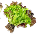 Aktuelles Dtsch. Multicolor-Salat Angebot bei Kaufland in Bremen ab 0,99 €