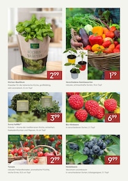 Beeren Angebot im aktuellen Pflanzen Kölle Prospekt auf Seite 3