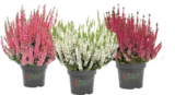 Raiffeisenmarkt - Knospenblüher-Heide Angebot im Prospekt Knospenblüher-Heide bei Raiffeisenmarkt im Prospekt "" für 1,79 €