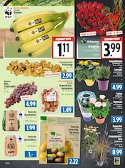 Pflanzen im EDEKA Prospekt in Gießen Aktueller EDEKA Prospekt mit Pflanzen, "Aktuelle Angebote", Seite 5