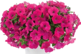 Hornbach Bornheim - Sommerblumen Angebot im Prospekt Sommerblumen bei Hornbach im Bornheim Prospekt für 2,99 €