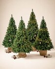 Aktuelle Weihnachtsbaum Angebote bei Trends in Gladbeck Aktuelles Weihnachtsbaum IMPERIAL Angebot bei Trends in Gladbeck ab 55,92 €