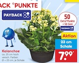 Aktuelle Pflanzen Angebote bei Netto Marken-Discount in Pforzheim Aktuelles Kalanchoe Angebot bei Netto Marken-Discount in Pforzheim ab 7,99 €