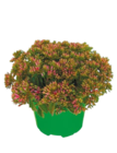 Sedum oder Daboecia „Glockenheide“* im aktuellen Netto mit dem Scottie Prospekt