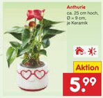 Anthurie Angebote bei Netto Marken-Discount Berlin für 5,99 €