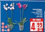 Schmetterlings-orchideen von  im aktuellen EDEKA Prospekt für 4,99 €