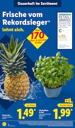 Lidl Gartenpflanzen im Prospekt 