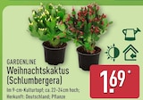Weihnachtskaktus (Schlumbergera) Angebote von Gardenline bei ALDI Nord Hildesheim für 1,69 €