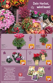 Alpenveilchen Angebote im Prospekt "Dein Markt" von REWE Alpenveilchen Angebote im Prospekt "Dein Markt" von REWE auf Seite 15