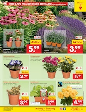 Blumen im Netto Marken-Discount Prospekt in Stade Aktueller Netto Marken-Discount Prospekt mit Blumen, "Aktuelle Angebote", Seite 39