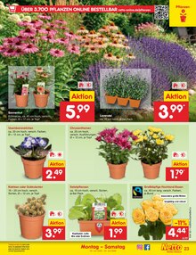 Blumen im aktuellen Netto Marken-Discount Prospekt (Hamburg) Blumen im Netto Marken-Discount Prospekt "Aktuelle Angebote" mit 71 Seiten (Hamburg)