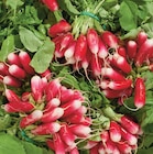 Radis Rose dans le catalogue Netto