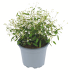 toom Baumarkt Heichelheim Prospekt mit  im Angebot für 2,59 €