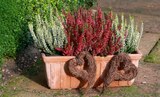 Knospenheide bei Hagebaumarkt im Nidderau Prospekt für 1,79 €