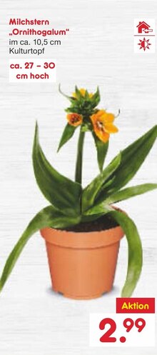 Milchstern „Ornithogalum“ bei Netto Marken-Discount in Halle Milchstern „Ornithogalum“ im Angebot bei Netto Marken-Discount Halle für 2,99 €