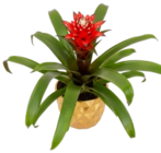 Aktuelle Blumentopf Angebote bei Kaufland in Hildesheim Aktuelles Bromelie im Keramik-Übertopf Angebot bei Kaufland in Hildesheim ab 11,99 €