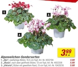 toom Baumarkt Neustadt - Djix Angebot im Prospekt Djix bei toom Baumarkt im Neustadt Prospekt für 3,99 €