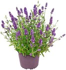 Lavendel Angebote bei Penny Celle für 1,89 €