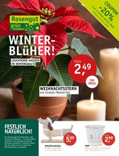 Aktueller ROSENGUT Langerwisch Prospekt mit Topf, "WINTERBLÜHER!", Seite 1