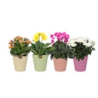 Foire aux plantes à 3,49 € dans le catalogue Carrefour