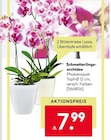 Aktuelles Schmetterlingsorchidee Angebot bei BayWa Bau- und Gartenmärkte in Nürnberg ab 7,99 €