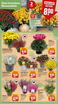 Blumen im aktuellen REWE Prospekt (Oberhausen) Blumen im REWE Prospekt "Dein Markt" mit 32 Seiten (Oberhausen)