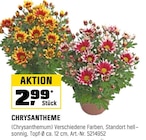 Chrysantheme für 2,99 € bei OBI im Angebot Chrysantheme im aktuellen OBI Prospekt