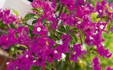 BOUGAINVILLIER - Delbard BOUGAINVILLIER à 15,99 € dans le catalogue Delbard
