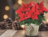 Promo Mini Poinsettia + housse production à 1,99 € dans le catalogue Bi1 à Santosse