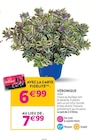 Delbard Aubevoye - Promo Véronique Promo Véronique à 6,99 € dans le catalogue Delbard à Aubevoye