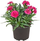 Gartenpflanzen im REWE Prospekt Geranie von REWE Beste Wahl im aktuellen REWE Prospekt für 1,99 €