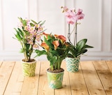 Plantes fleuries - U Express Plantes fleuries à 8,99 € dans le catalogue U Express