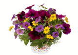 Aktuelles Sommerblumen Trio Confetti Angebot bei toom Baumarkt in Moers ab 3,99 €