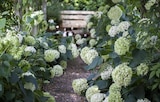 Ballhortensie "Anabelle" im Angebot bei Garten-Center Nordharz GmbH & Co. KG in Wolfenbüttel Ballhortensie "Anabelle" Angebote bei Garten-Center Nordharz GmbH & Co. KG Wolfenbüttel für 9,99 €