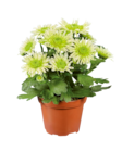 Mini plantes fleuries en promo chez Lidl Aulnay-sous-Bois à 1,59 €