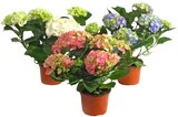 Hortensie Angebote bei REWE Konstanz für 6,66 €