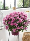 Chrysanthème pompon pot 17 cm unicolore en promo chez Intermarché Contact Grasse à 3,99 €