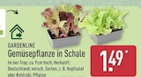 Gemüsepflanze in Schale von Gardenline im aktuellen ALDI Nord Prospekt