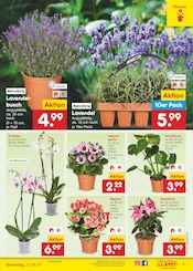 Aktueller Netto Marken-Discount Prospekt mit Blumen, "Aktuelle Angebote", Seite 7