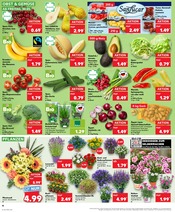 Stauden im Kaufland Prospekt in Wolfenbüttel Aktueller Kaufland Prospekt mit Stauden, "KNÜLLER", Seite 21