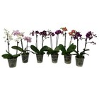 Orchidée 2 tiges - Carrefour à Mulhouse Orchidée 2 tiges en promo chez Carrefour Mulhouse à 6,99 €