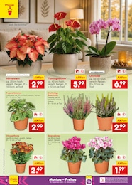 Netto Marken-Discount Zimmerpflanzen im Prospekt Netto Marken-Discount Zimmerpflanzen im Prospekt