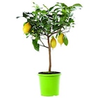 BOTANIC®-Citronnier 4 Saisons Bio. Le pot de 6 litres en promo chez Botanic BOTANIC®-Citronnier 4 Saisons Bio. Le pot de 6 litres dans le catalogue Botanic
